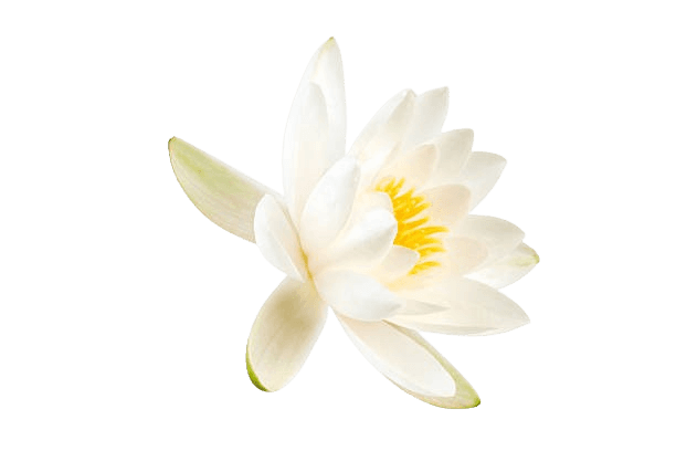 Flor decorativa